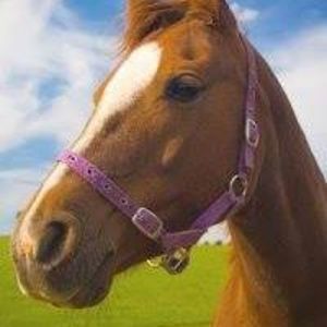 Meet your Posher, Rosalyn